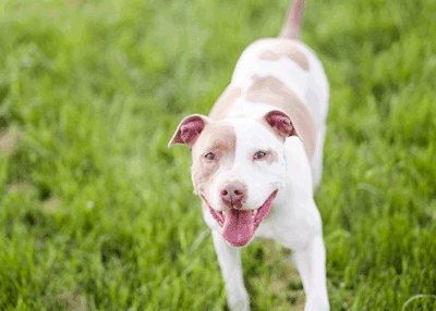 Myths and Facts about Pit Bulls